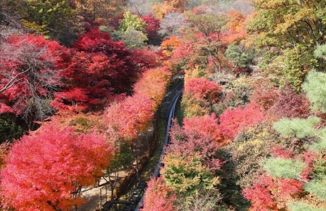 [국내가을여행지추천] 단풍명소 - 경기도 가을 여행지 추천 화담숲