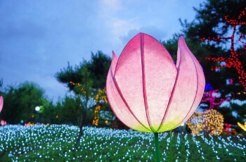 부여서동연꽃축제_4