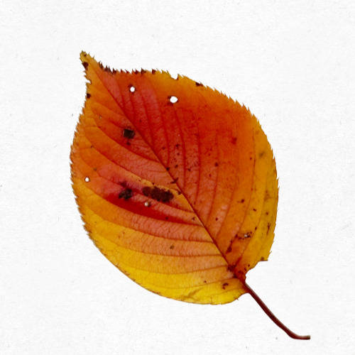 입추를 기념하는 전통 마을 행사 사진