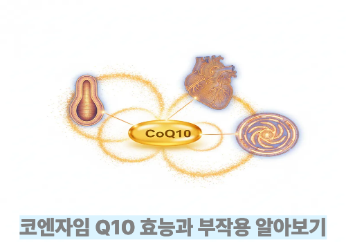 코엔자임 Q10 효능과 부작용 알아보기