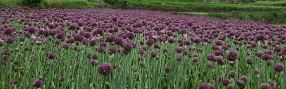 코끼리 마늘 효능 깐 마늘 통마늘 보관법