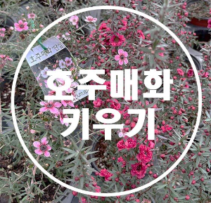 호주매화 키우기