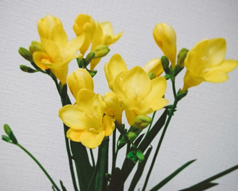 프리지아 꽃다발 구매처 추천 