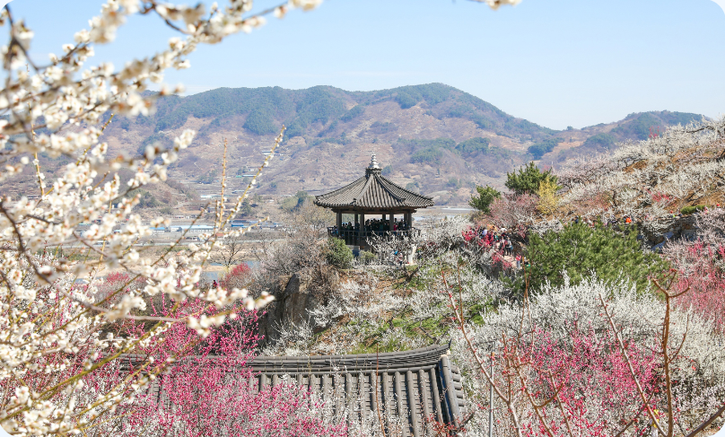 2026 광양 매화축제 총정리｜개화 상황 확인 방법, 주차장 위치, 무료 셔틀버스, 도심권 셔틀 예약