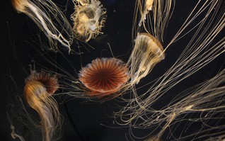 출연 가능한 해파리 종류, 특징 노무라 해파리