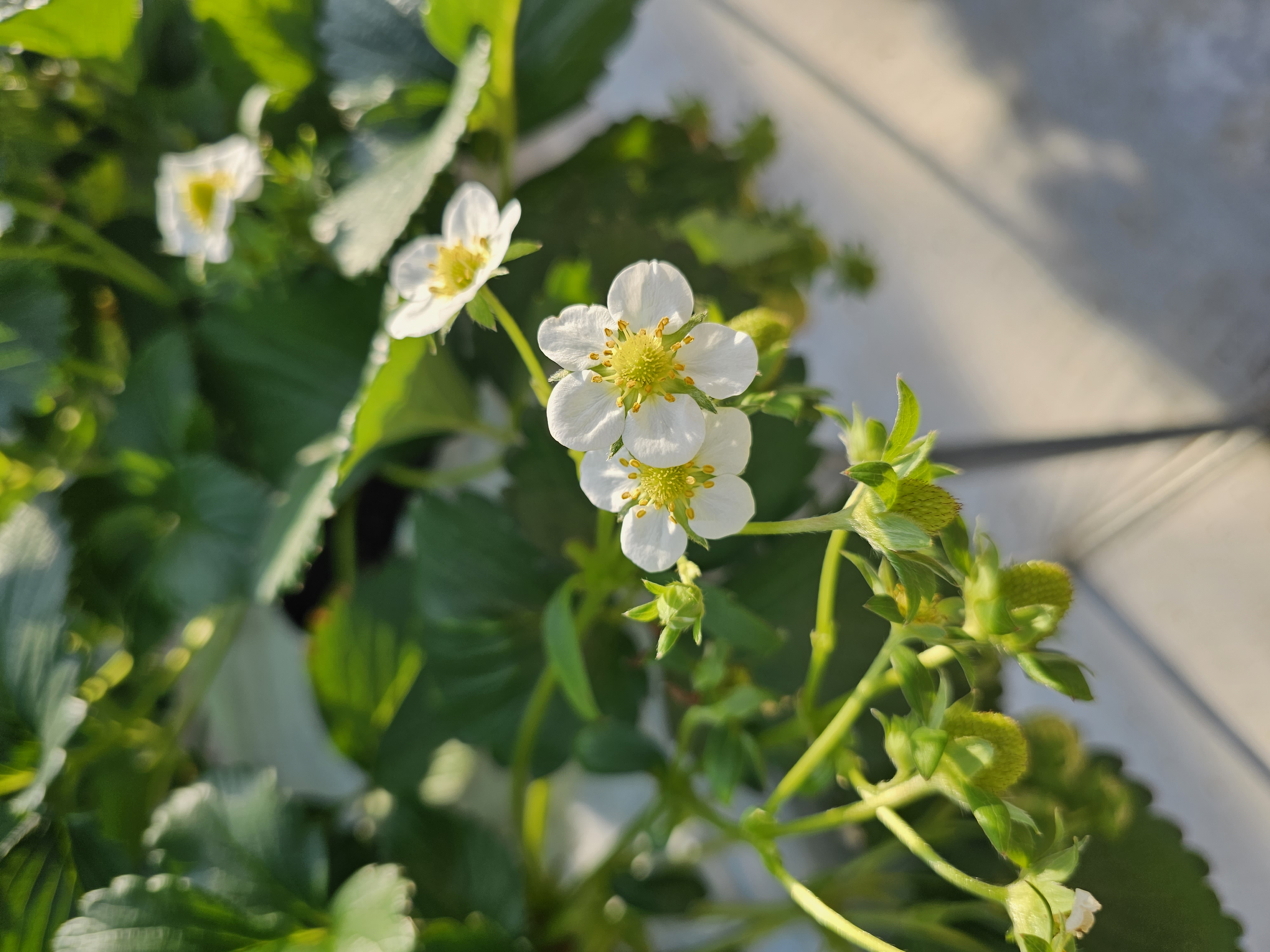 남양주딸기 농장의 하얀색의 딸기 꽃.