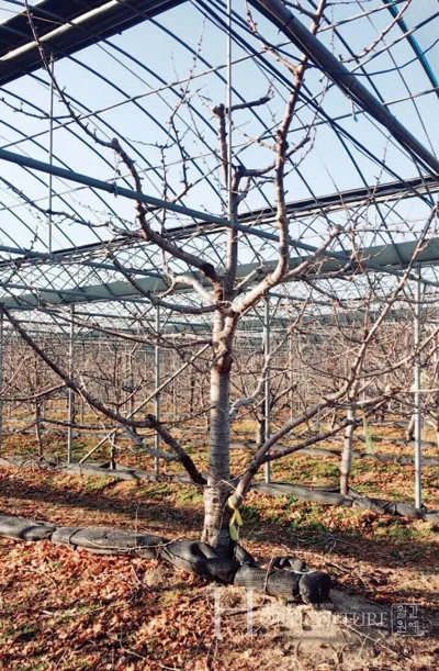 체리나무 재배법 건강한 과일 나무 키우기_4