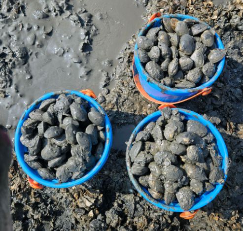 사메기 갯벌체험장