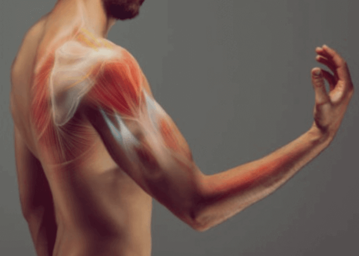 팔근육-내부-해부도