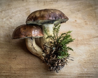 송이버섯 채취시기