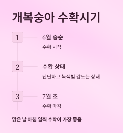 개복숭아 수확시기
