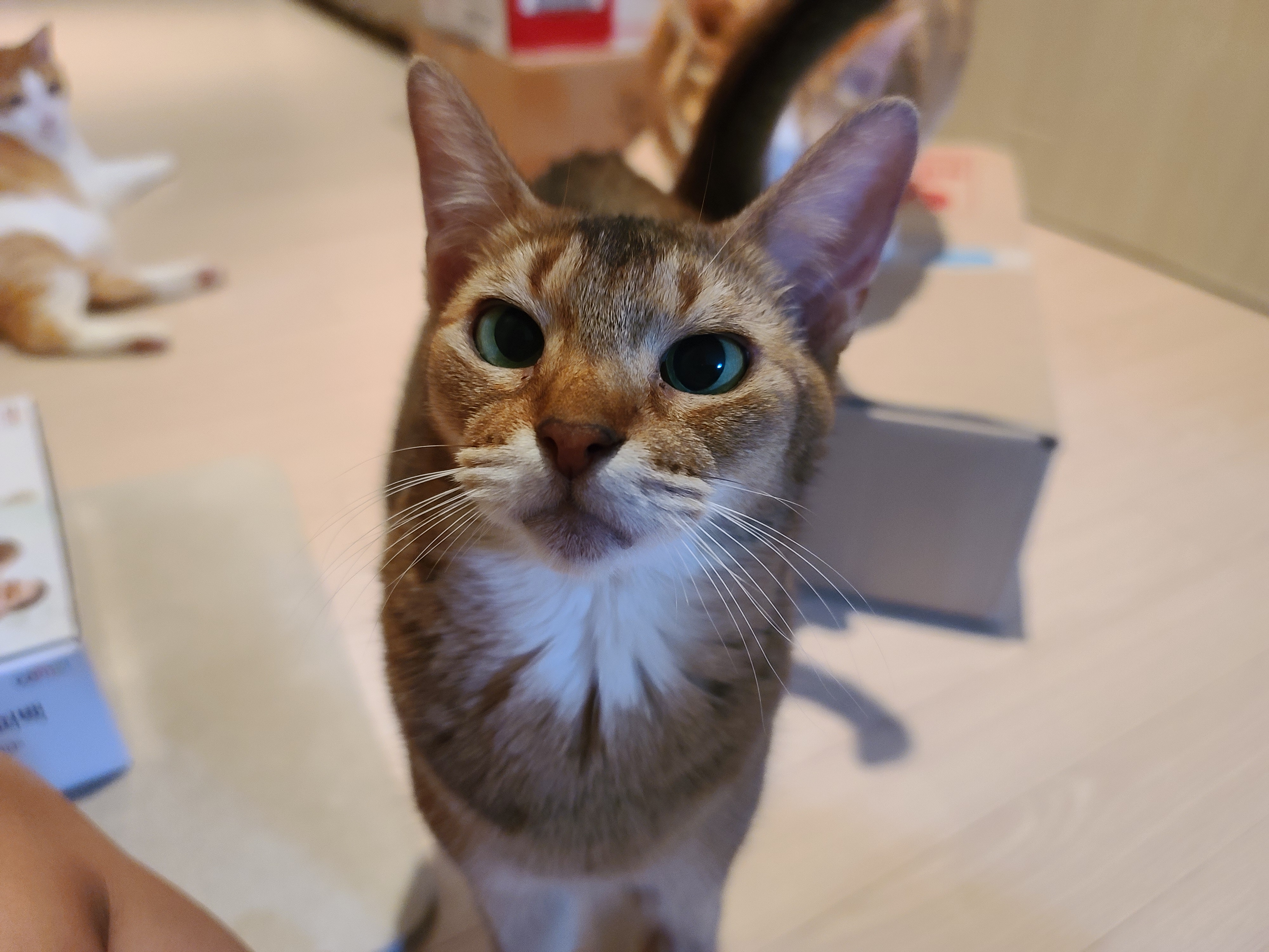 사료 소분 방해하는 고양이들.(feat. 파미나 사료)