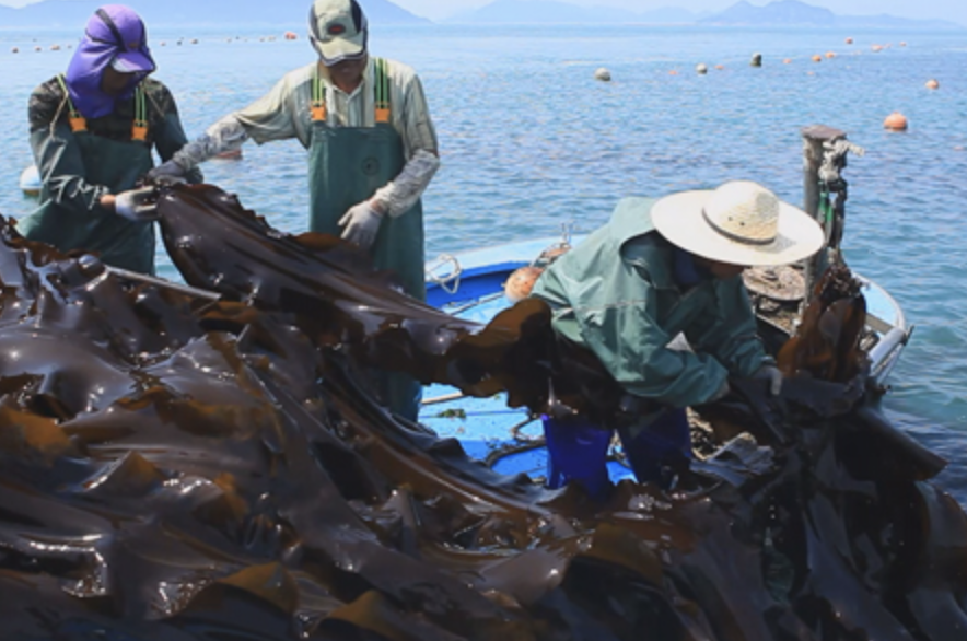 다시마 채취