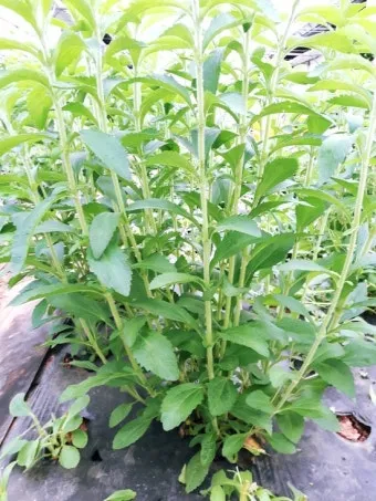 스테비아 재배 삽목 요령 단맛 유지 잎 건조_8