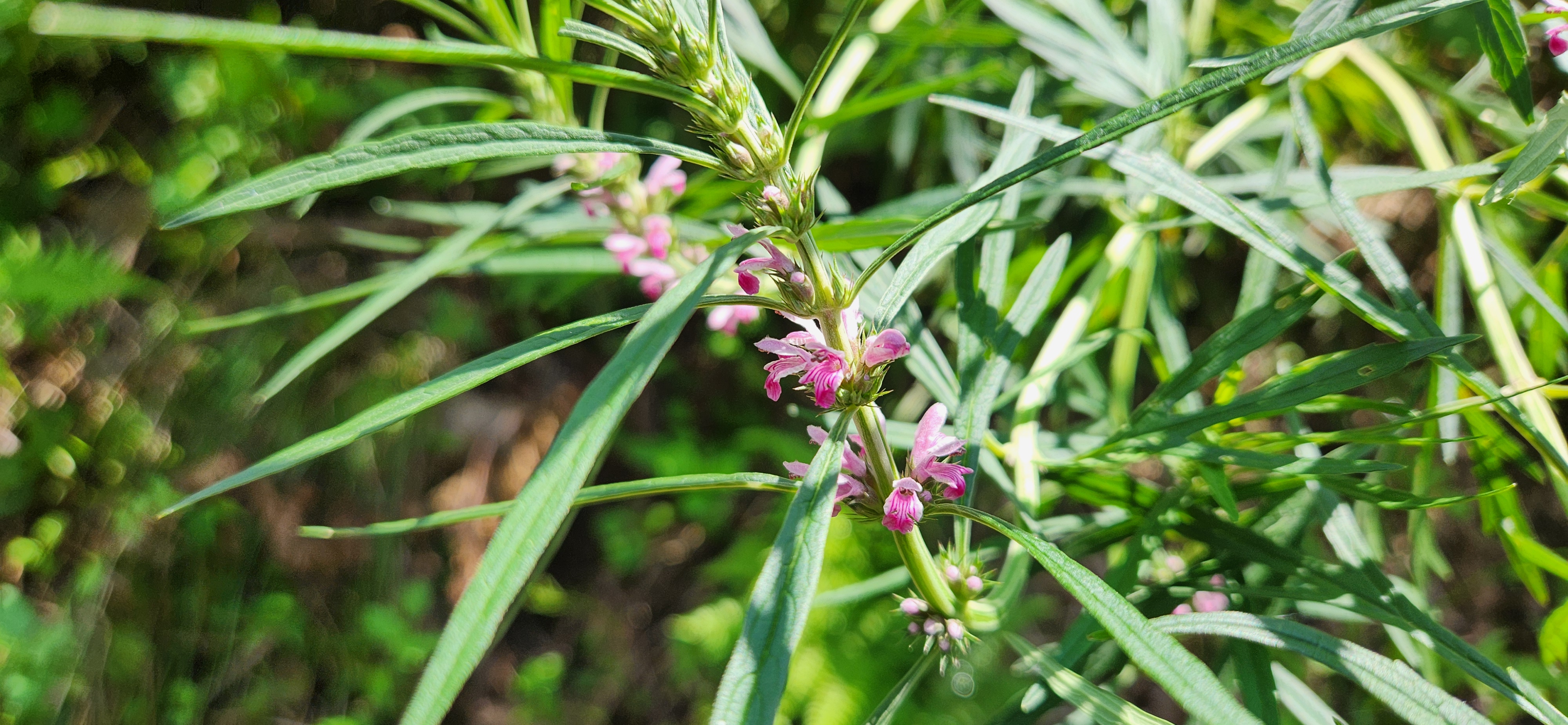 익모초차 원료 익모초 이미지