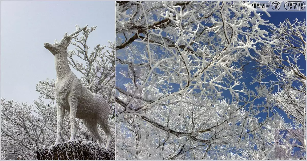 1100고지 습지 설경