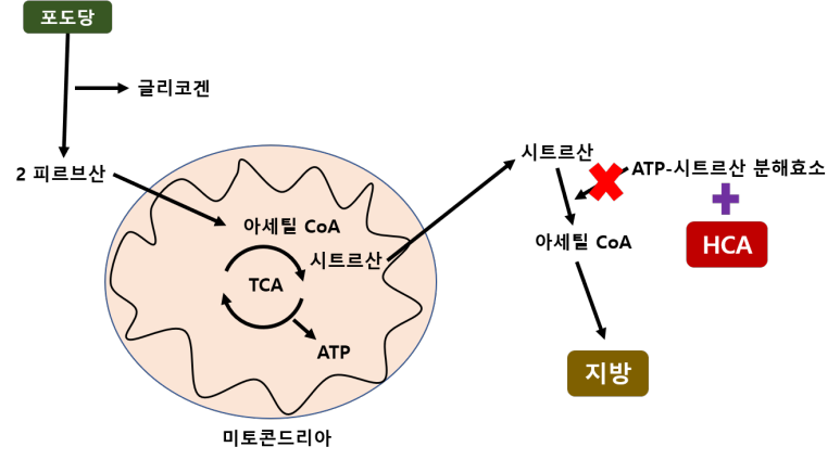 가르시니아 캄보지아 효과