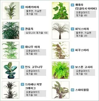 실내 공기정화식물 추천 10가지_3