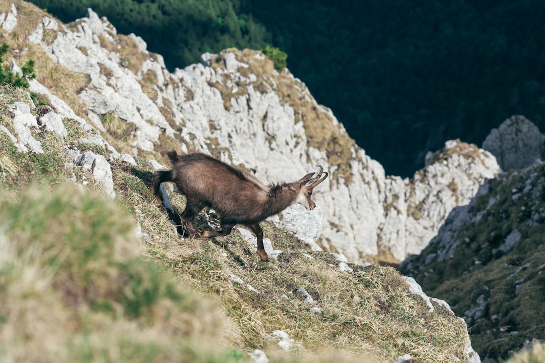 Black goat.