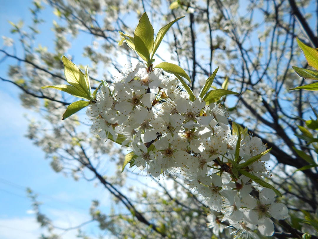 Spring Fest