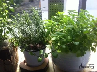 페퍼민트 키우기 물주기 삽목번식 햇빛관리 상쾌한 실내 허브_4