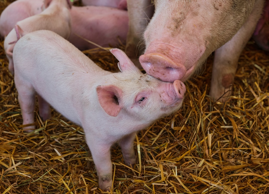 Piglet