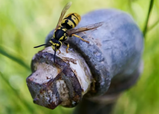 말벌에 쏘였을 때 응급처치&amp;#44; 말벌 퇴치법&amp;#44; 말벌퇴치비용&amp;#44; 말벌퇴치제
