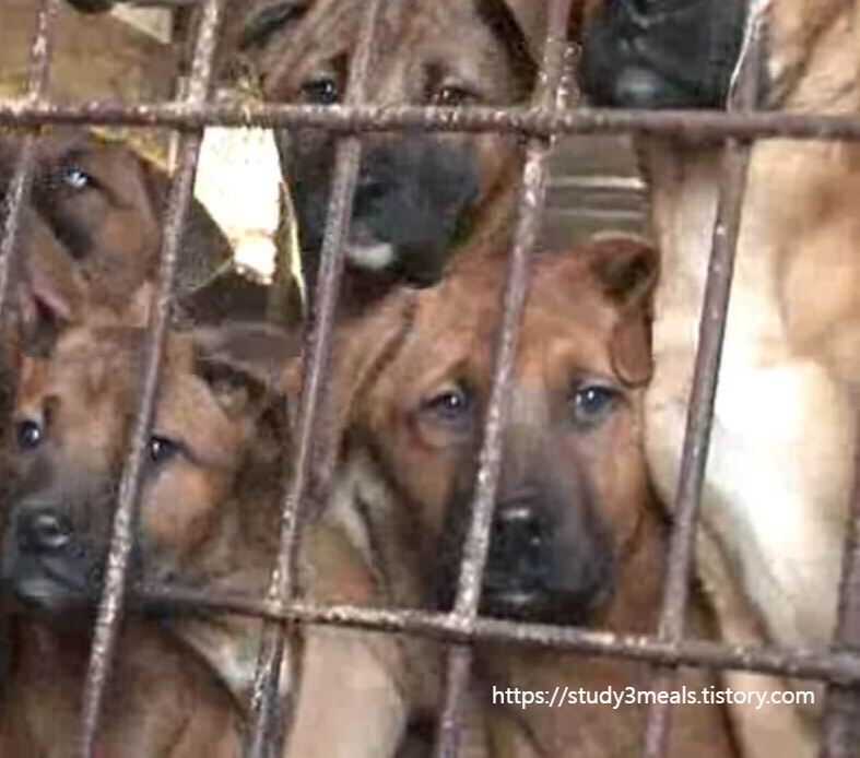 추가서류 식용개