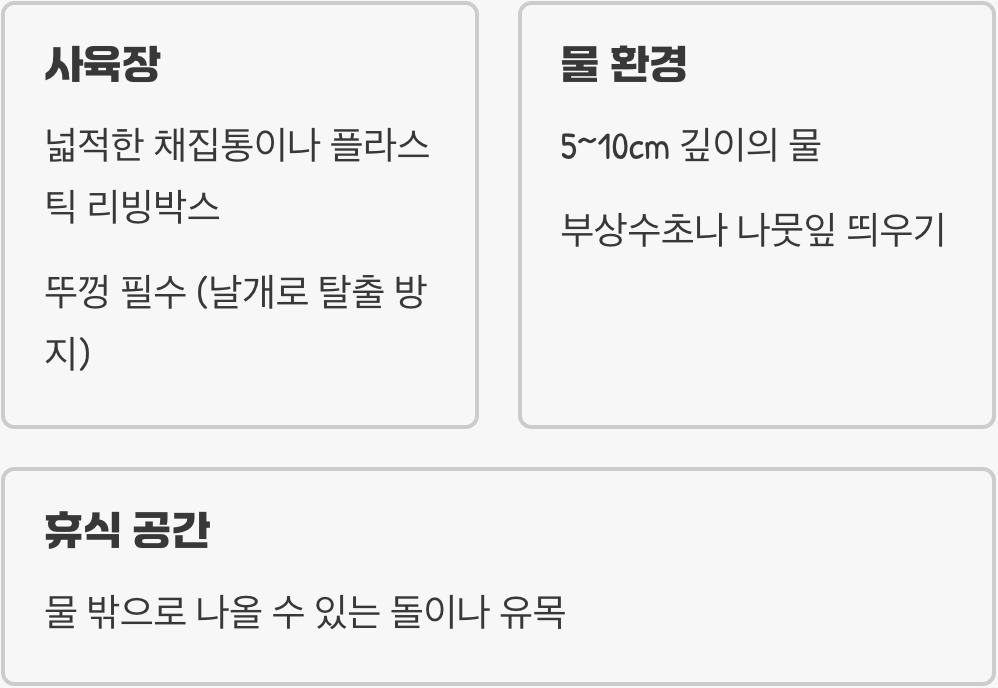 2. 소금쟁이를 위한 작은 연못, 사육장 꾸미기