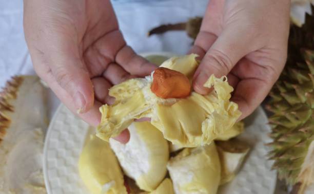 두리안 효능&amp;#44; 냄새 이유는 무엇일까요? 두리안은 직접 먹으면 매우 맛있지만 냄새는 상상 그 이상으로 지독하다고 알려져 있습니다. 냄새 이유와 두리안 칼로리 등 두리안에 대해 알아봤습니다. 참고하세요~