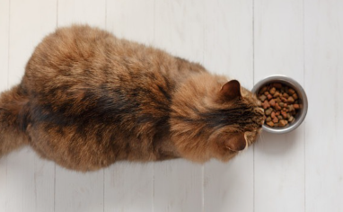 음식을 보는 고양이.