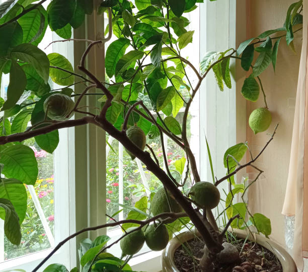 화분에서 자라는 과일