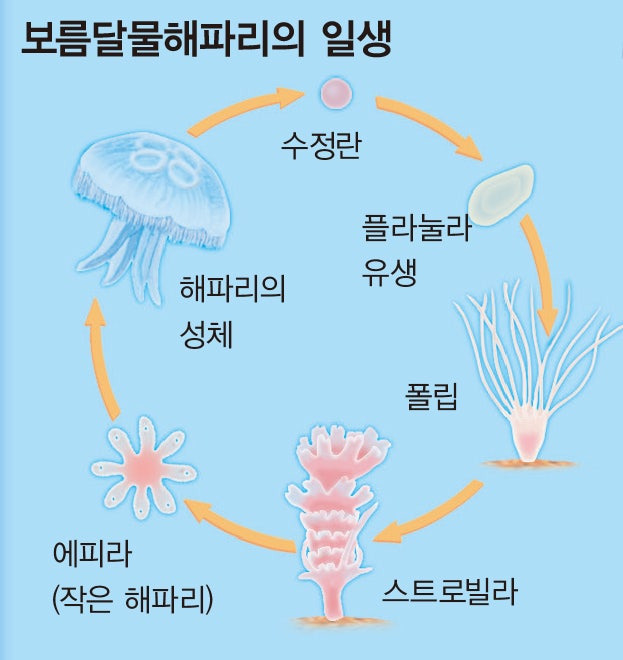 해파리 일생