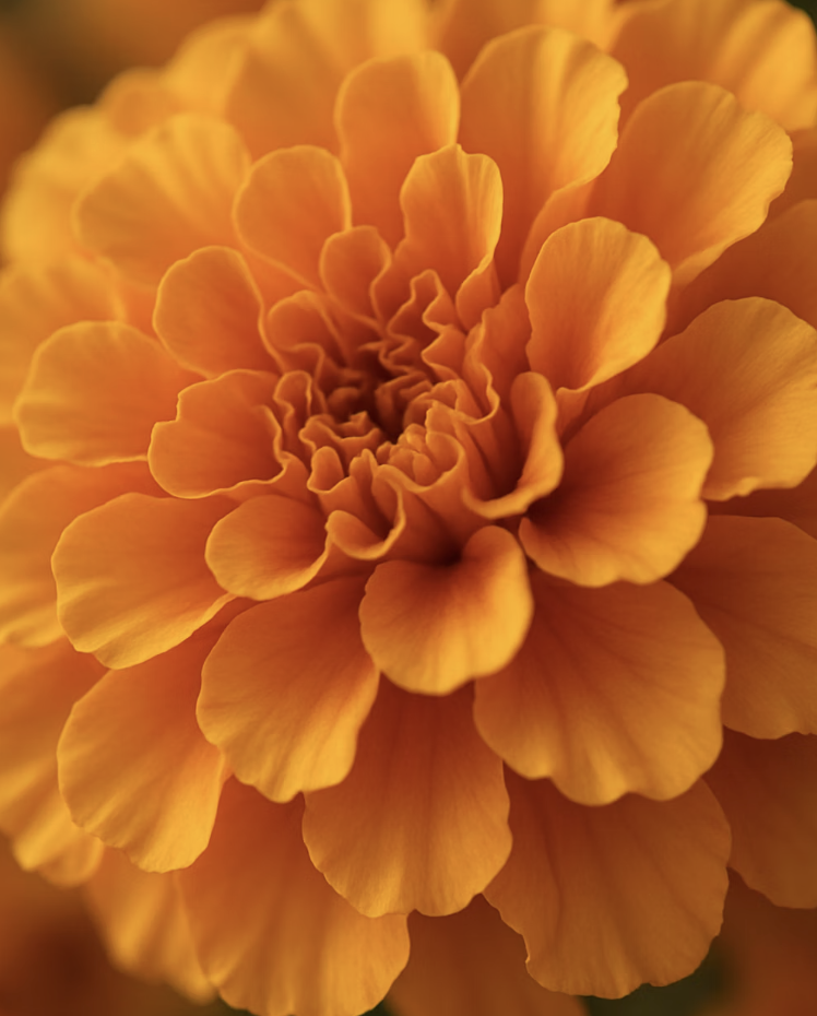 아름다운 외모 속 특별한 향기