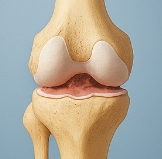 당근 효능