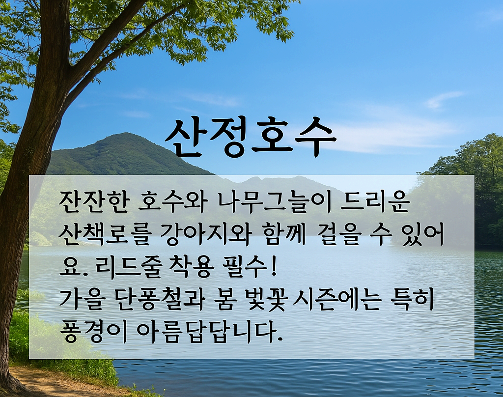 [반려동물 여행]강아지랑 함께 어디 갈까? 반려견과 떠나는 국내 동반 여행지 베스트 5