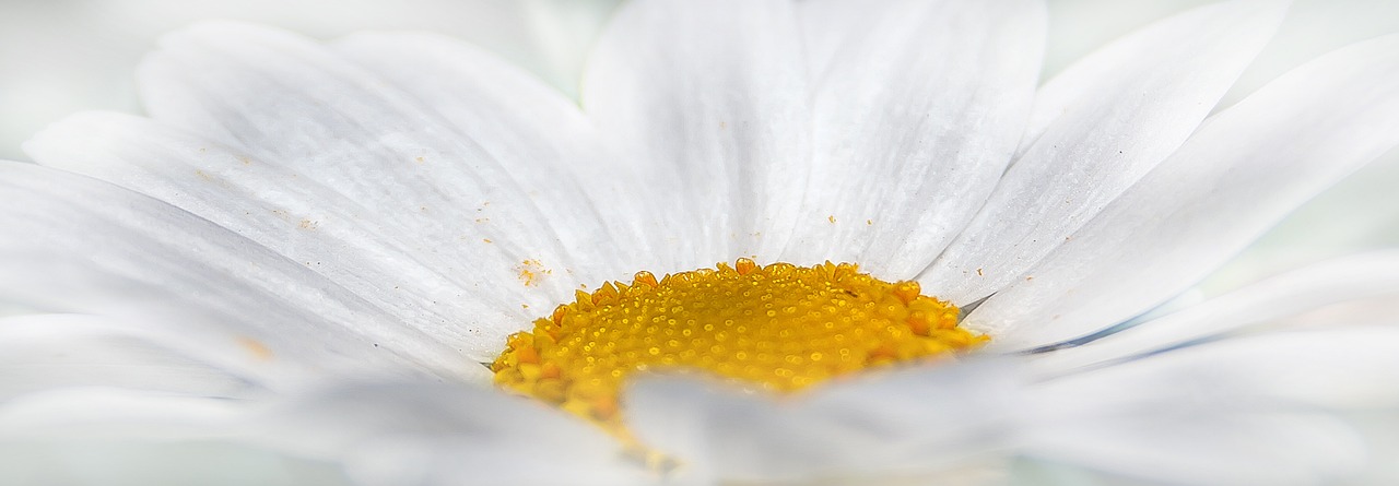 산소에 가져가는 꽃 국화