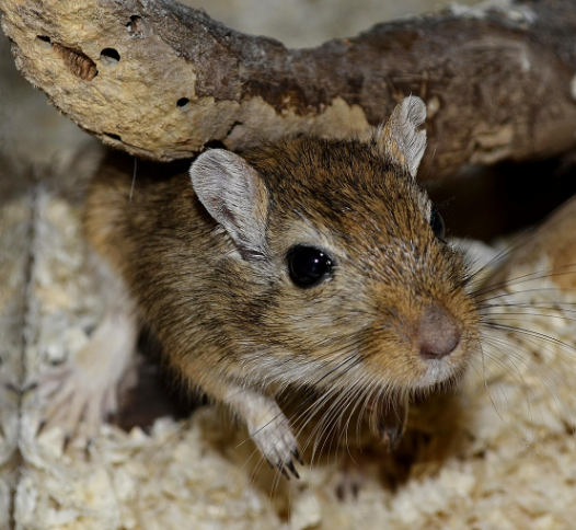 인기 설치류 반려동물 5종 비교 분석