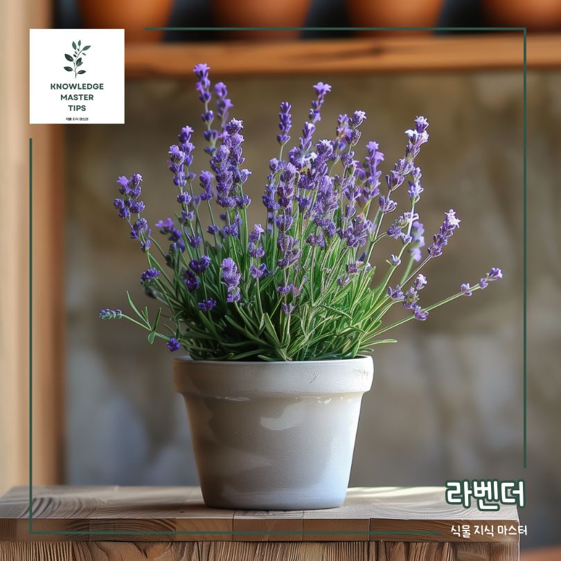 베란다에서 키우기 쉬운 식물 - 라벤더