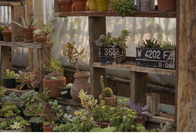 반려식물별 맞춤 물 주기 가이드: 과습 vs. 건조 해결법 🌿