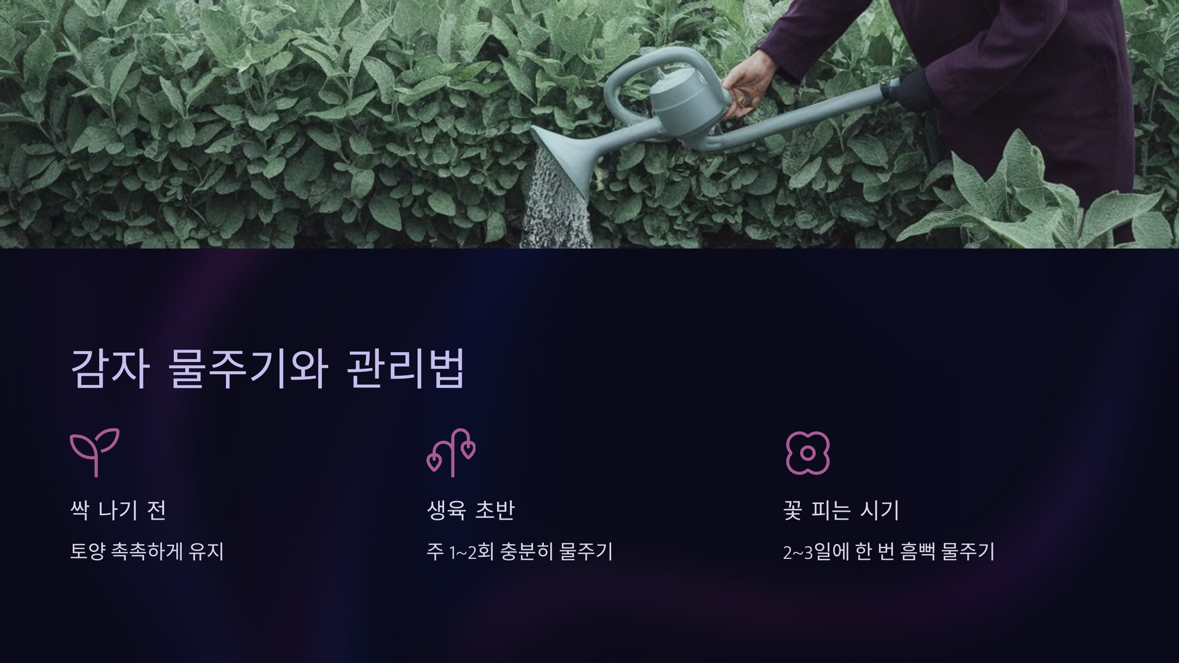 감자 물주기와 관리법