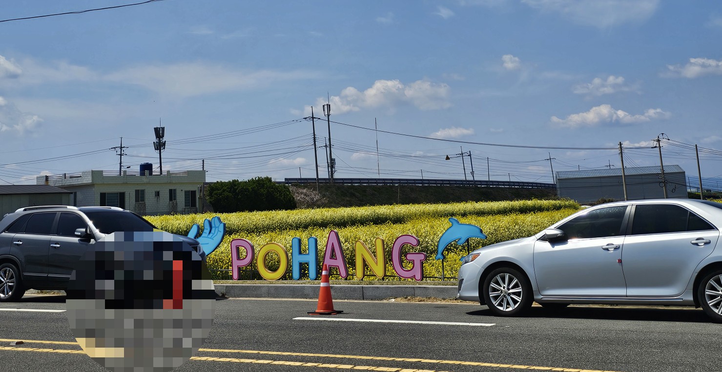 포항 호미곶 유채꽃에 바다를 담다