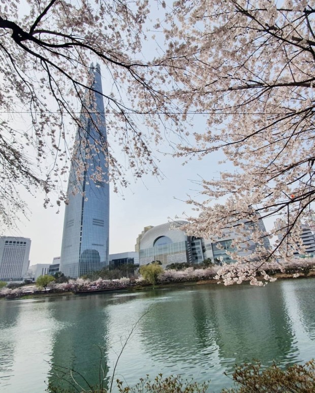 벛꽃 축제