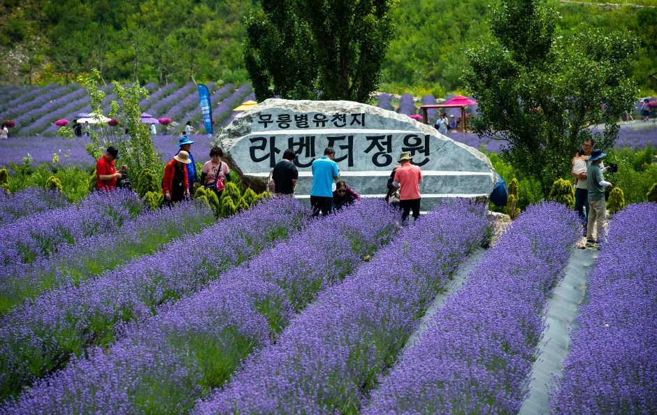 동해 무릉별유천지: 액티비티와 라벤더를 동시에