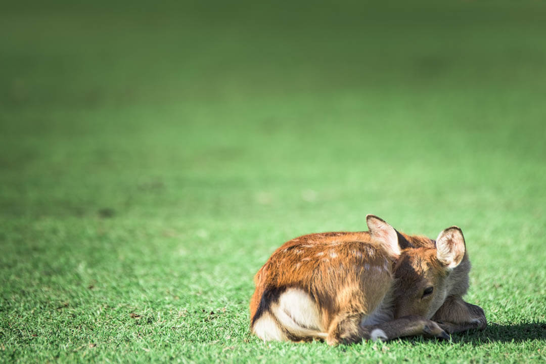 나라 - 사슴공원