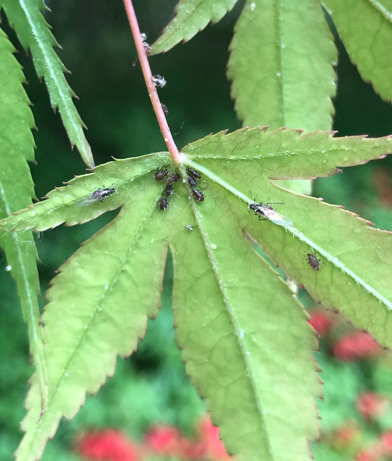 진사진딧물 약충&amp;#44;성충-1