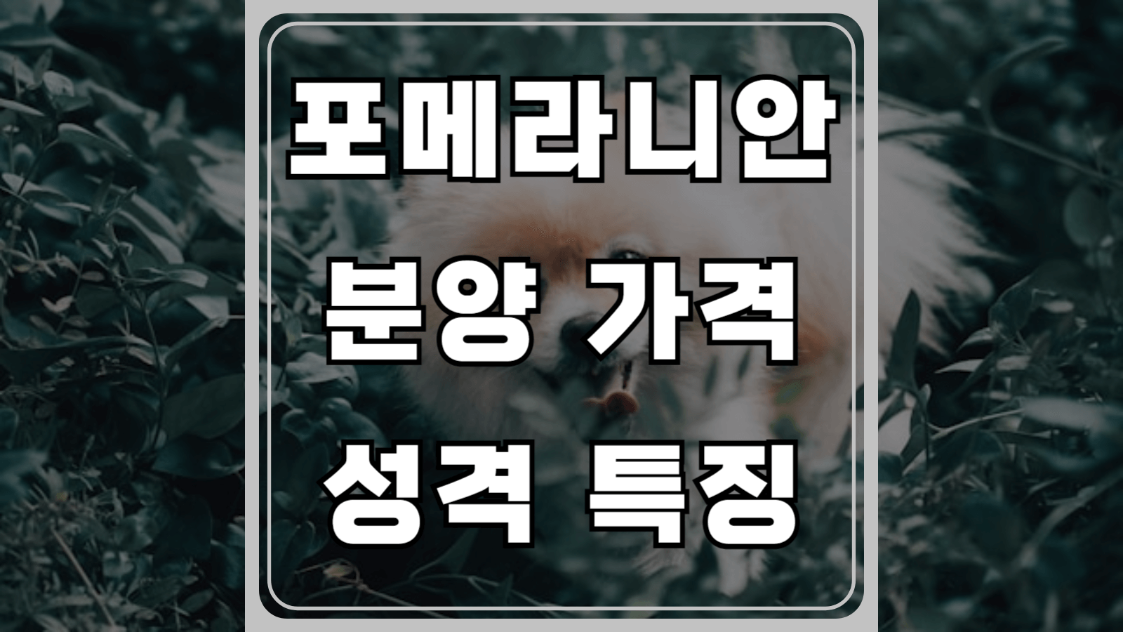 포메라니안 분양가격&#44; 성격과 특징