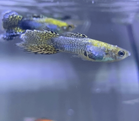 마트에서 건강한 구피 고르는 방법