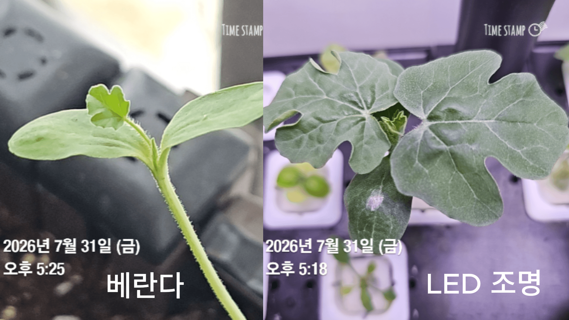 베란다 웃자란 수박과 LED 수경재배 수박 초기 성장 비교
