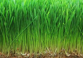 새싹보리 효능과 새싹보리 분말 먹는법